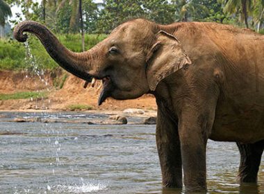 elefanti in laos da proteggere
